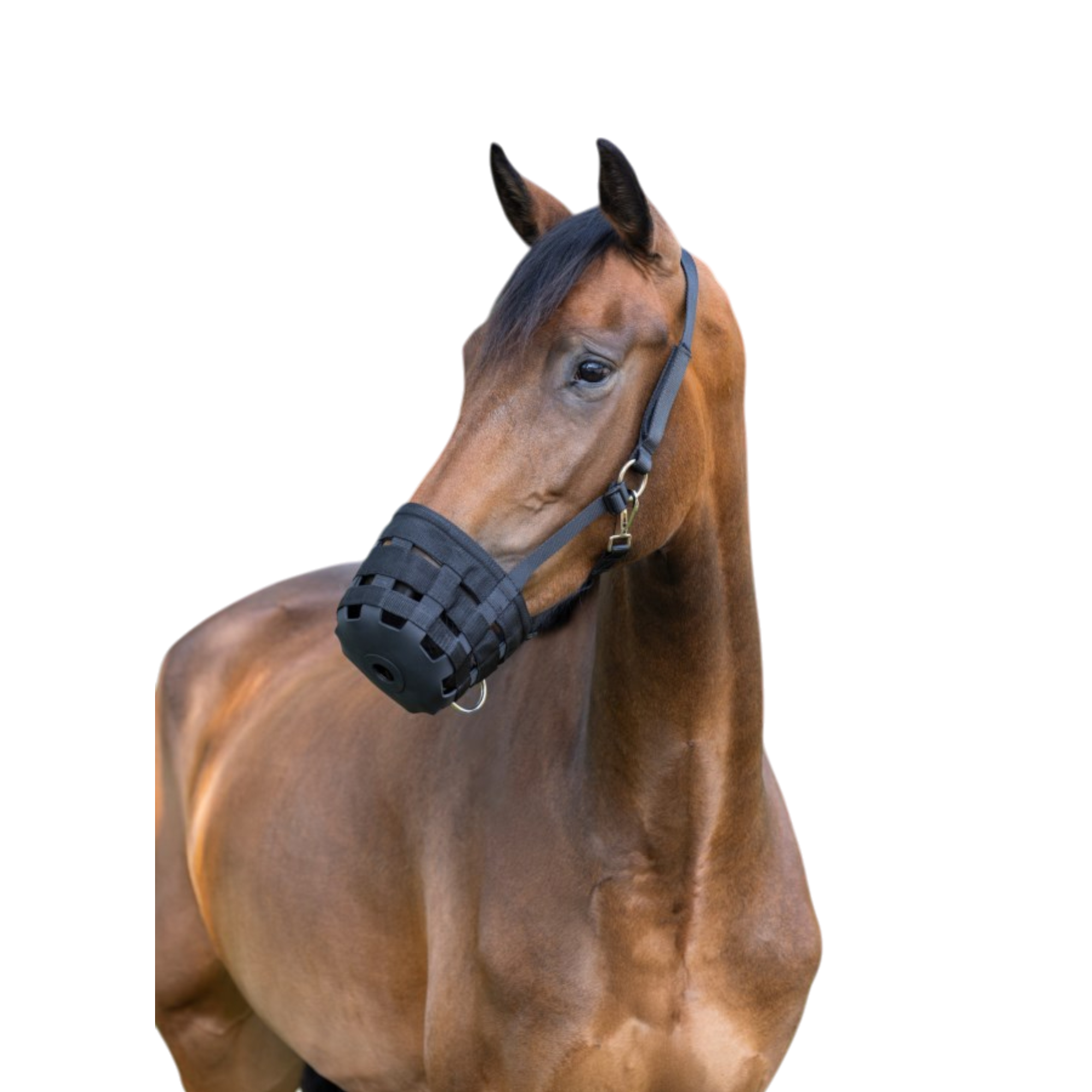 Bozal para caballos